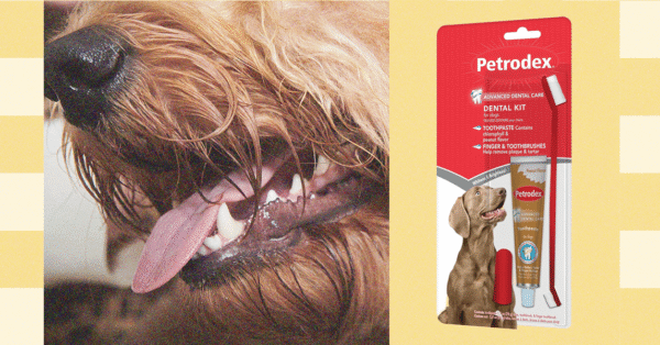 How to Brush Your Pet’s Teeth—Veterinarians Weigh In (2025)