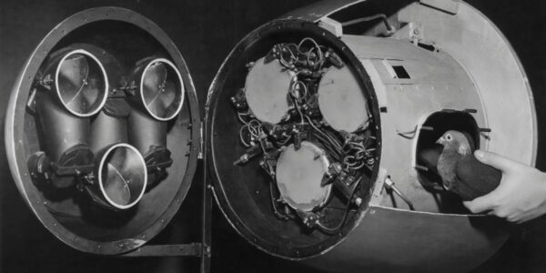 Why we should thank pigeons for our AI breakthroughs