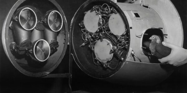 The Download: Pigeons’ role in developing AI, and Native artists’ tech interpretations