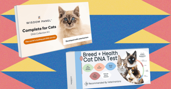 I Tried the Best At-Home Pet DNA Test Kits on My Two Cats (2025)