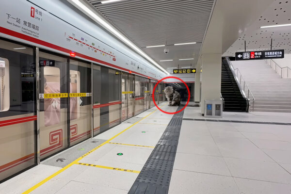 This is Not Computer-Generated, Just One Man’s Subway System for His Cats