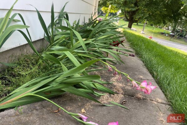 5 Mistakes I Made Planting Gladiolus Bulbs (and How You Can Do Better)