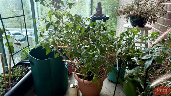 6 Edible Plants I’ve Easily Grown in a Small Space