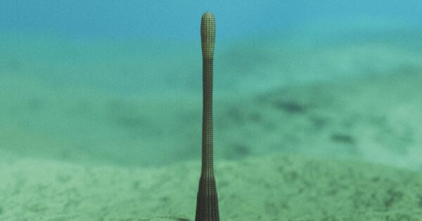 An Ancient Penis Worm With Rings of Sharp Teeth Has Been Discovered in the Grand Canyon