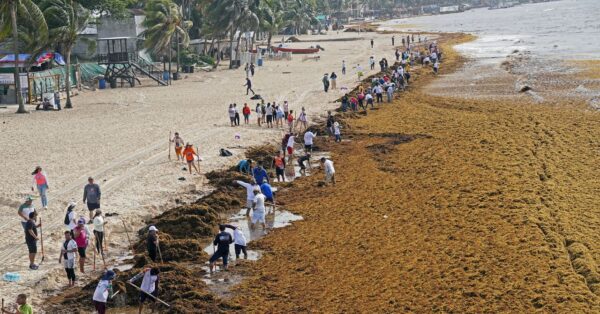 The Plan to Turn the Caribbean’s Glut of Sargassum Into Biofuel