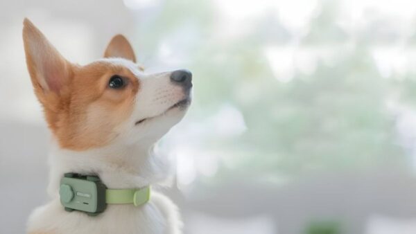 GlocalMe Launches PetPhone: Smartphone for Pets