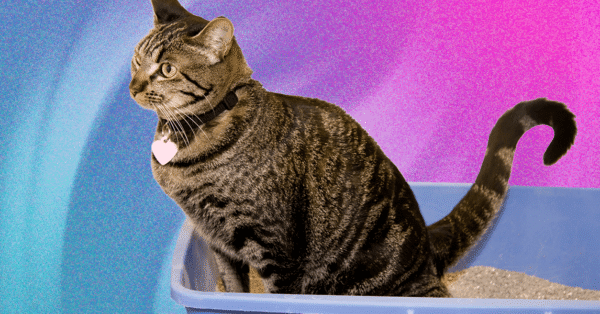 The Best Cat Litter Depends on Your Cat and Type of Litter Box