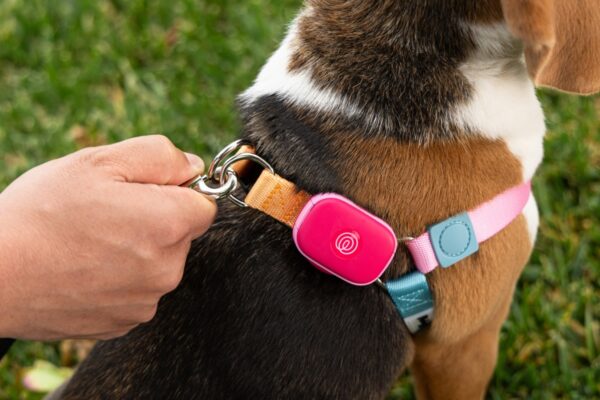 Life360 ventures into pet tech with the launch of a new GPS tracker