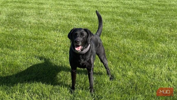 My lawn was full of weeds until I found this trick that saved the grass