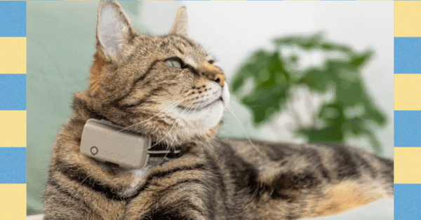 Tractive Smart Pet Collar: An Inexpensive Way to Keep Tabs on Your Fur Baby