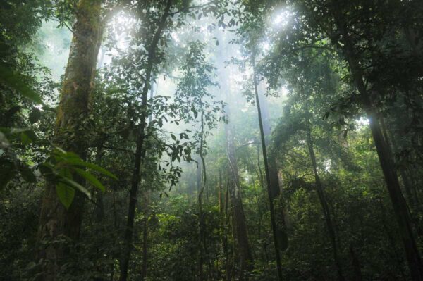 Google to buy carbon credits from massive Amazonian reforestation project