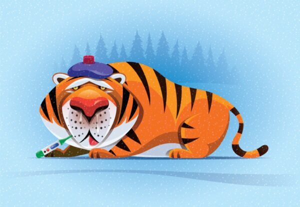 Tiger Global plans cautious venture future with a new $2.2B fund