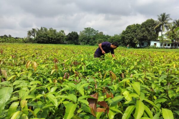 India’s Varaha bags $20M to scale carbon removal from the Global South