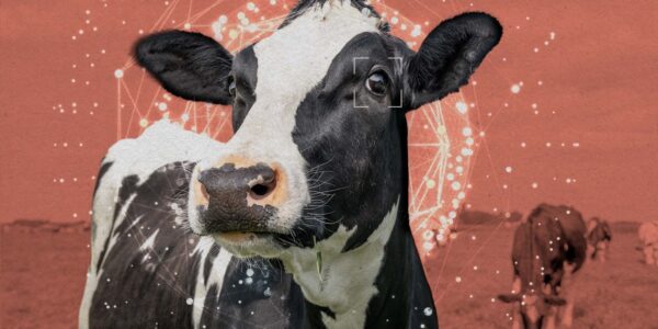 The Download: animal welfare gets AGI-pilled, and the White House unveils its AI policy