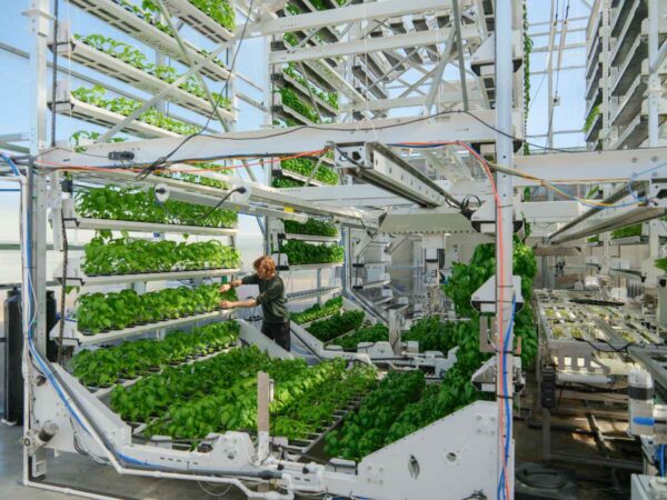 Canopii looks to succeed where past indoor farms have not