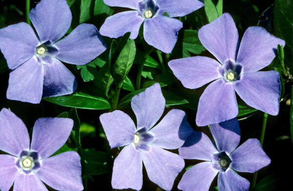 Periwinkle is making self-hosted social media on Bluesky’s AT Protocol even easier