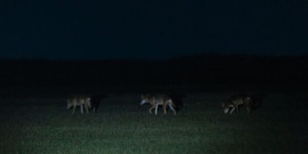 Colossal Biosciences said it cloned red wolves. Is it for real?