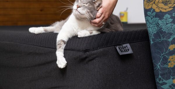 My $5K smart bed needs to shut the hell up